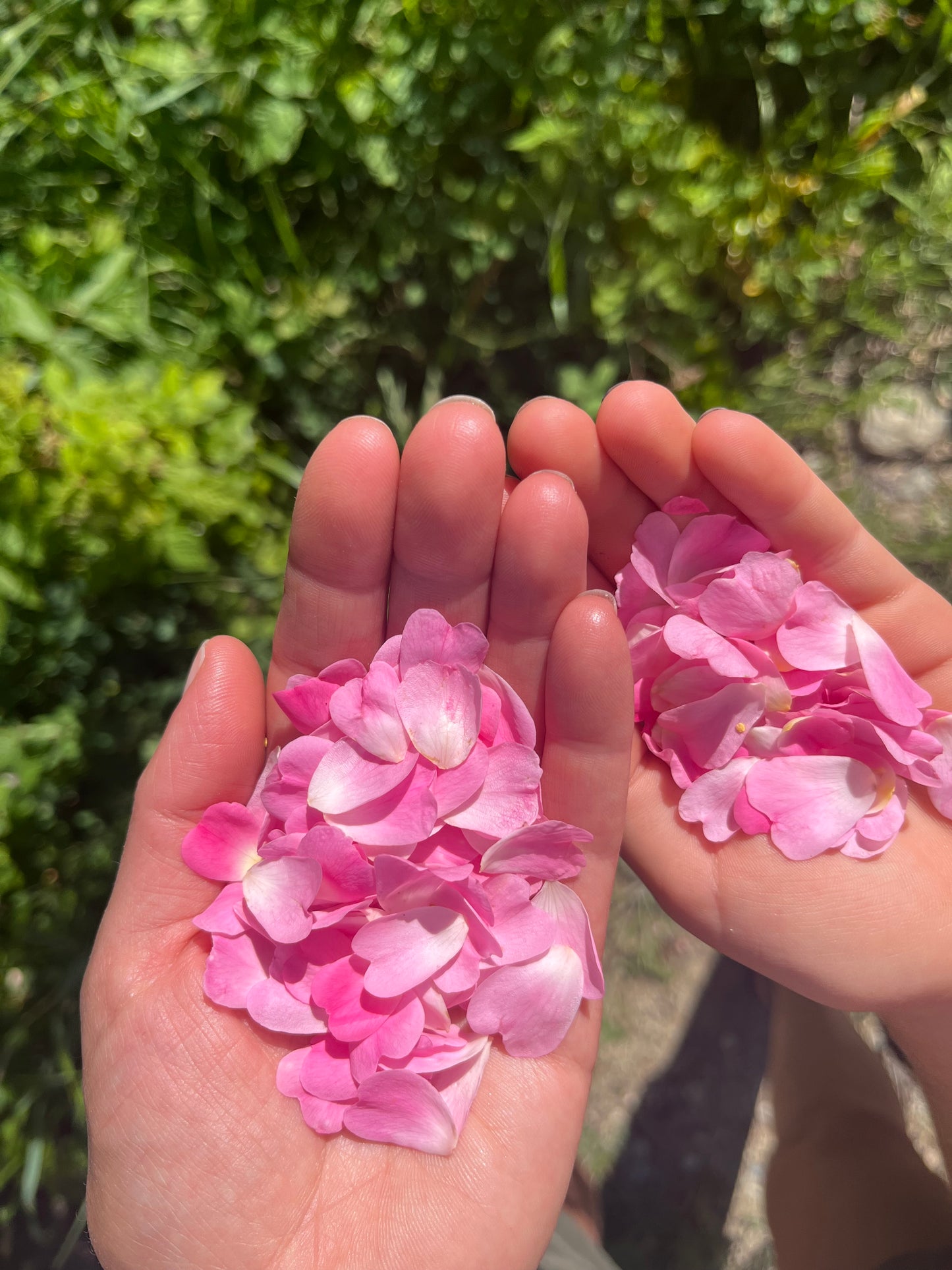 BRIAR ROSE LIP & CHEEK TINT