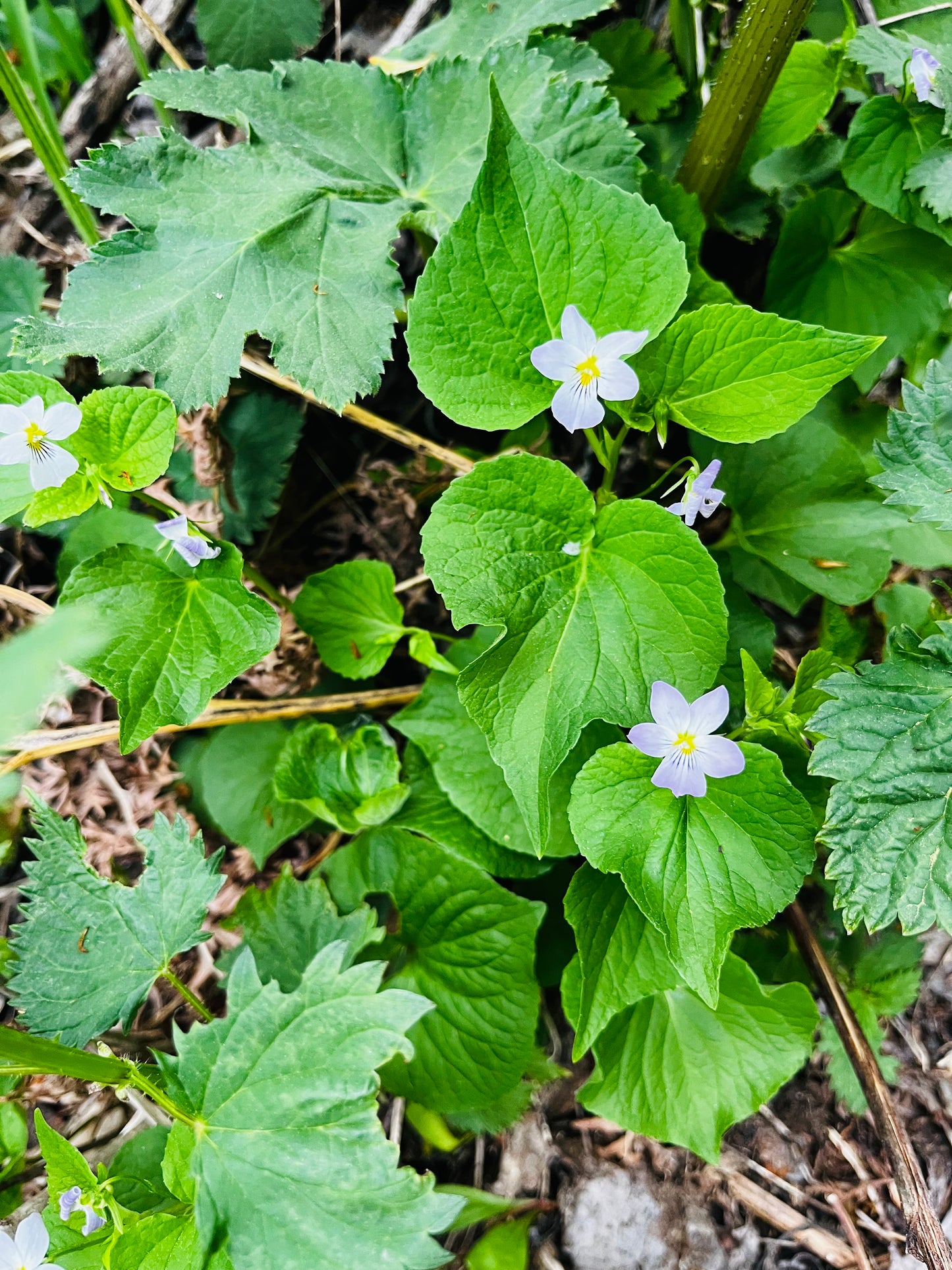WILD VIOLET EYE BALM