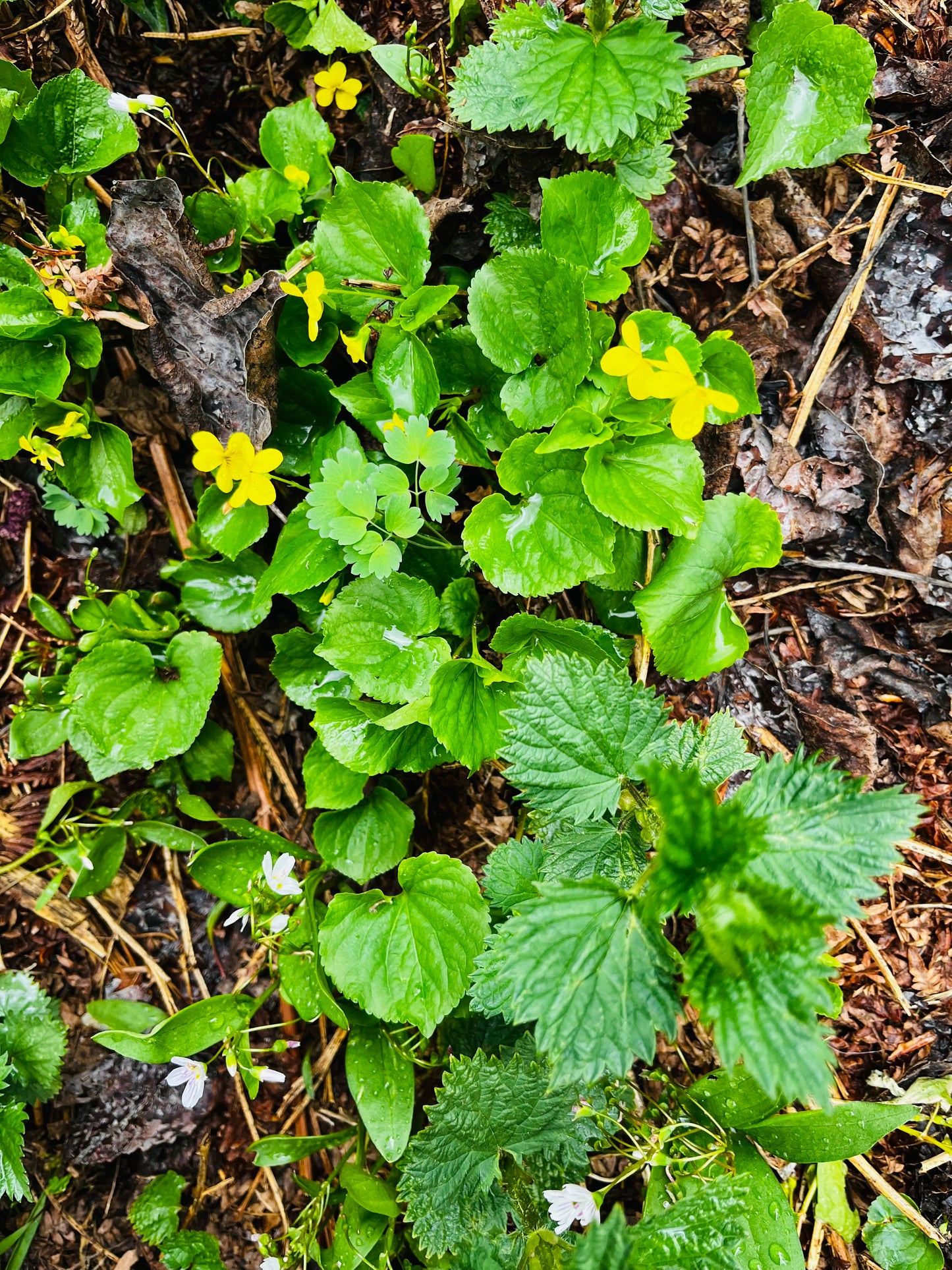WILD VIOLET EYE BALM