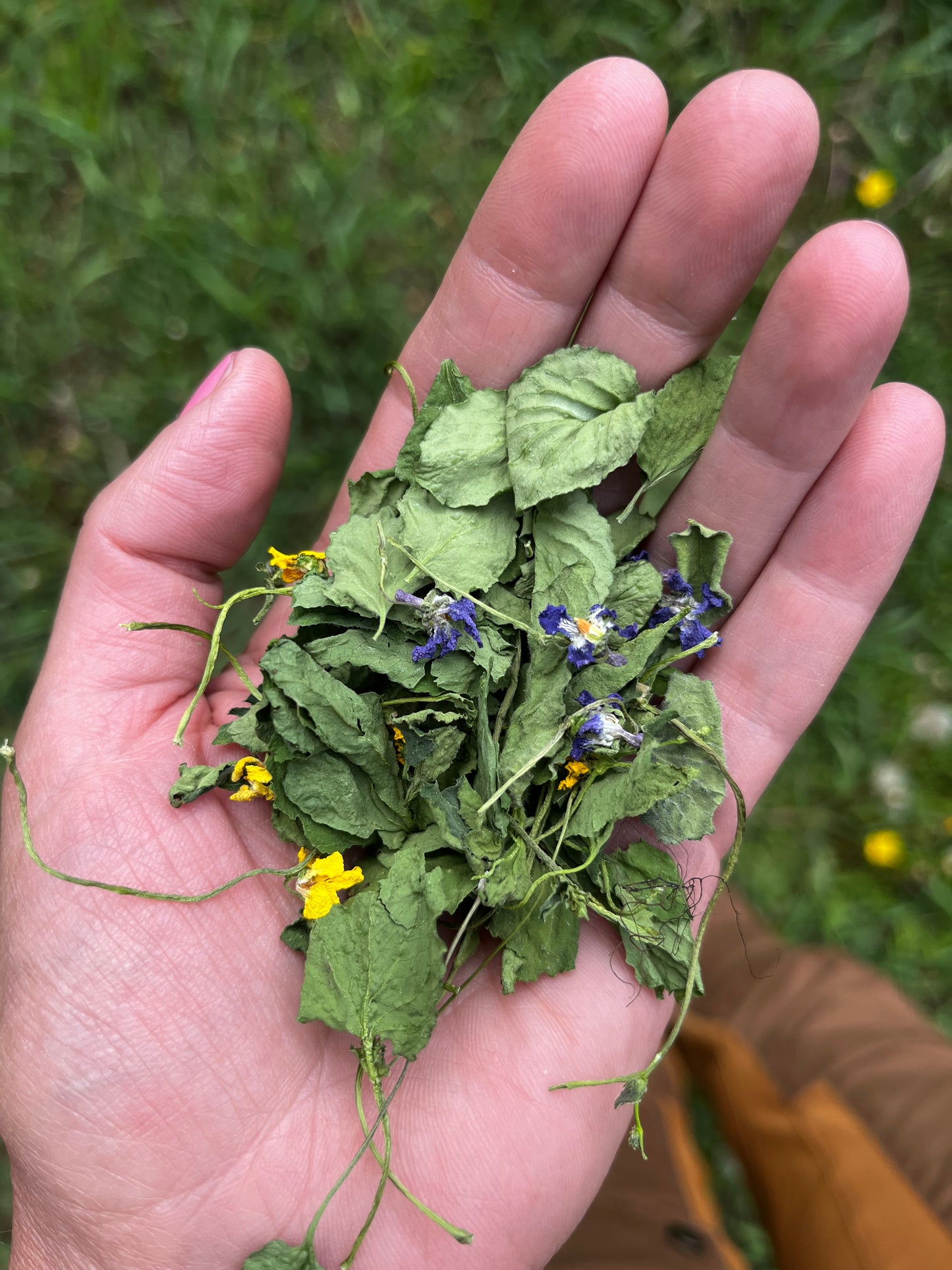 WILD VIOLET EYE BALM